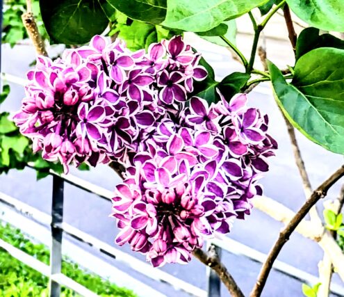 ライラック投稿写真　めろんちゃんさんの「ちょっと変わり種フレンチライラックセンセーション」