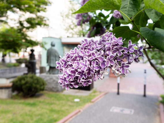 ライラック投稿写真　うにさんの「大友さんの背中」