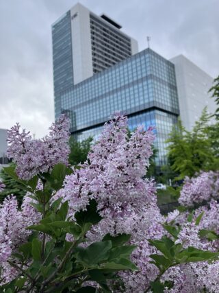 ライラック投稿写真　ももかさんの「ビーズのようで大好き」