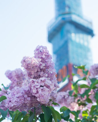 ライラック投稿写真　aikko_photoさんの「ライラックと補修工事中のテレビ塔」