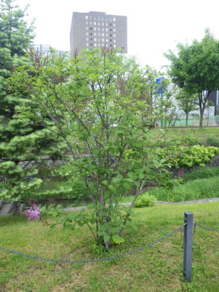 5月24日メヌエットの様子