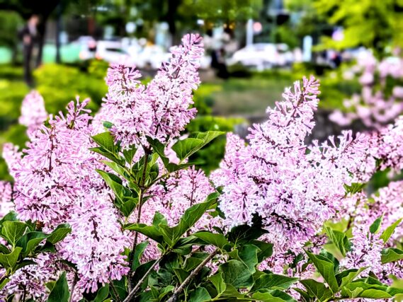 ライラック投稿写真　めろんちゃんさんの「可憐なライラックの花です」