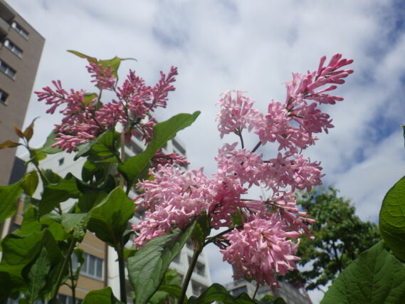 5月25日ジェームズマクファーレンの花の様子