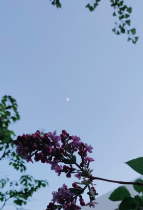 ライラック投稿写真　亜殊さんの「お月様こんばんは」