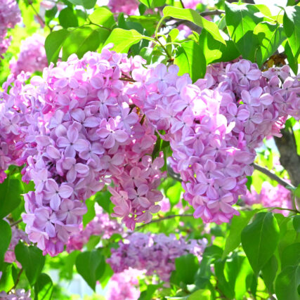 ライラック投稿写真　popiimiyuさんの「ピンクのもふもふ」