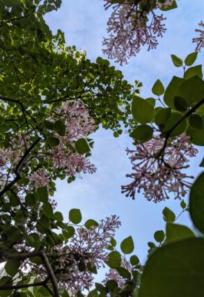 ライラック投稿写真　ひよりママさんの「四季藍」