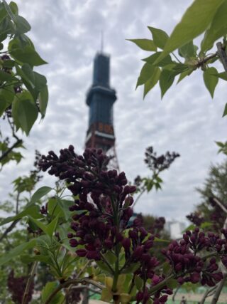 ライラック投稿写真