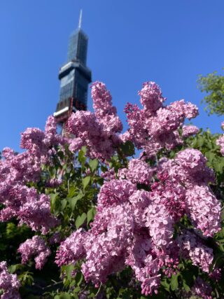 ライラック投稿写真