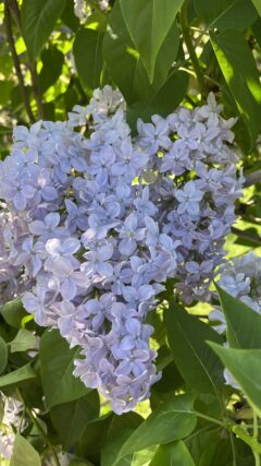 ライラック投稿写真　脇さんの「ラッキーライラックを探そう！」