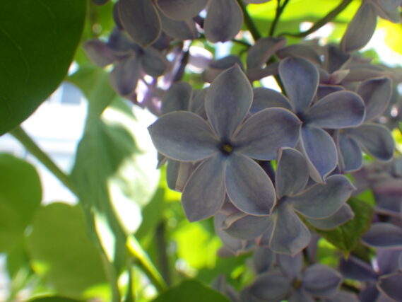 ラッキーライラック