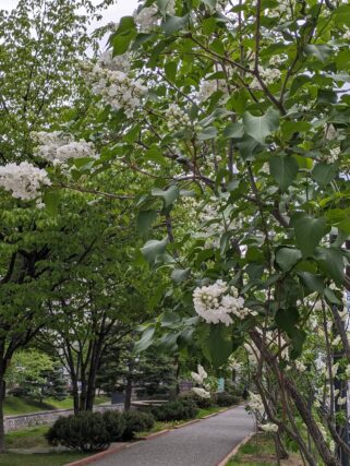 ライラック投稿写真　ひよりママさんの「ジェネラルシュリダン」