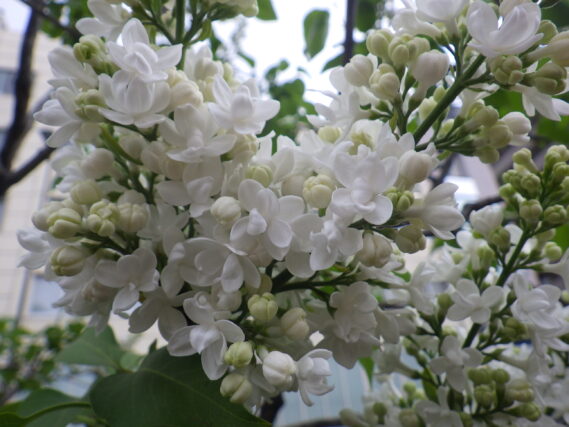 5月7日に咲いていた、フレンチライラックのイーディスガヴェルの花