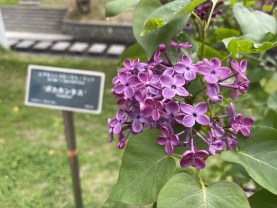 ライラック投稿写真