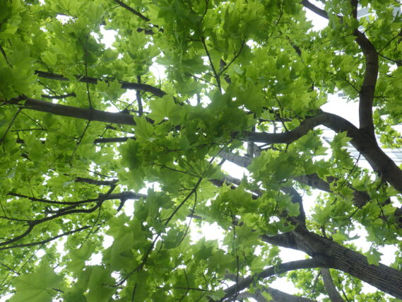 5月8日のイタヤカエデの花が咲いている様子