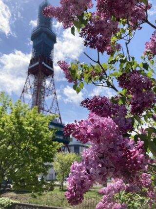 ライラック投稿写真　mamiさんの「テレビ塔とライラック」