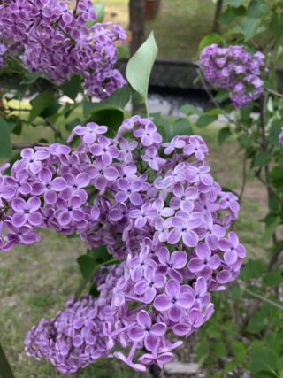 ライラック投稿写真　アンナさんの「ポカホンタス」