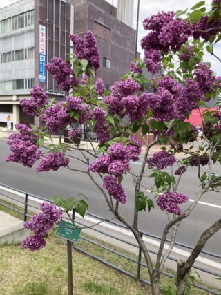 ライラック投稿写真　はかちゃんさんの「今年も美しく咲いてます」
