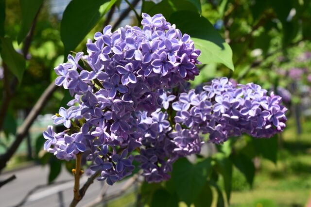 ライラック投稿写真　あぶさんさんの「プレジデントリンカーン」