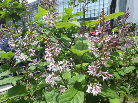 「遅咲きのライラック」の画像