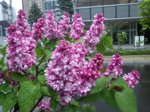 5月7日に咲いていた、フレンチライラックのフランクフルターフリューリンクの花