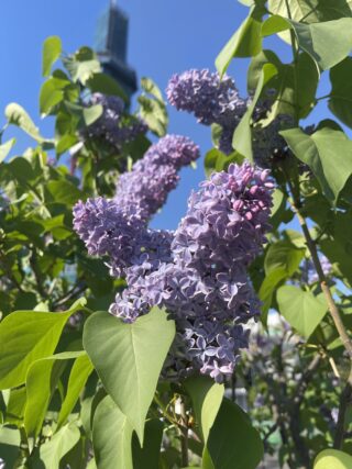 ライラック投稿写真
