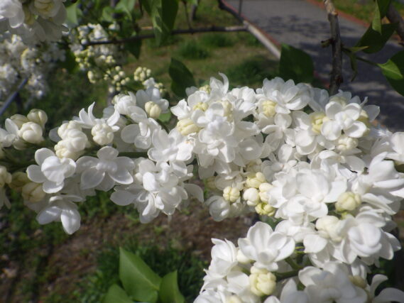 5月10日に咲いていたフレンチライラックのジェネラルシュリダンの花