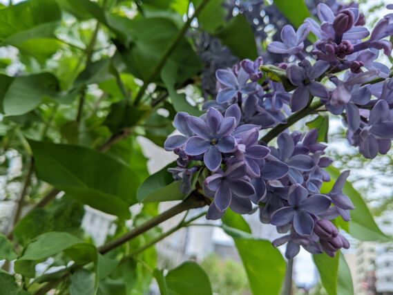 ライラック投稿写真