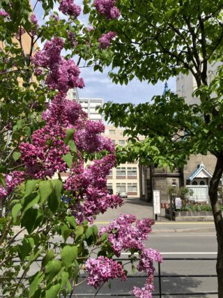 ライラック投稿写真