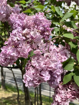 ライラック投稿写真　kei21sさんの「創成川　ライラっあ」