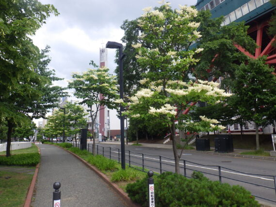 6月18日のハシドイの花の様子