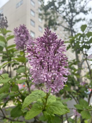 ライラック投稿写真　ゆうこさんの「綺麗ね。間に合ってよかった」