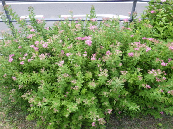 6月20日に咲いていたシモツケ