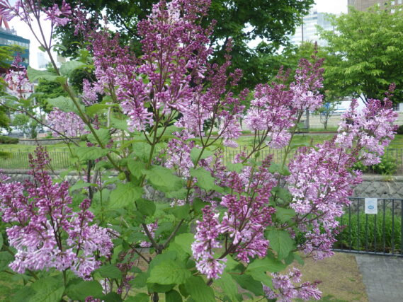 6月4日のメヌエットの花