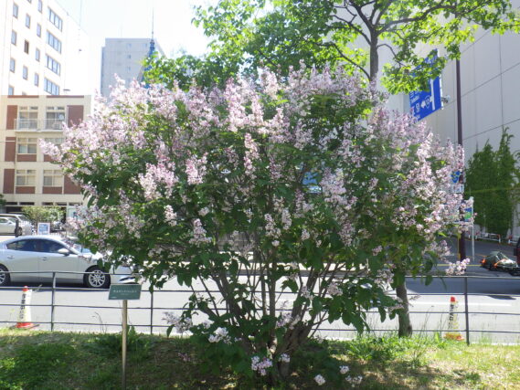 6月4日のウスゲシナハシドイの様子