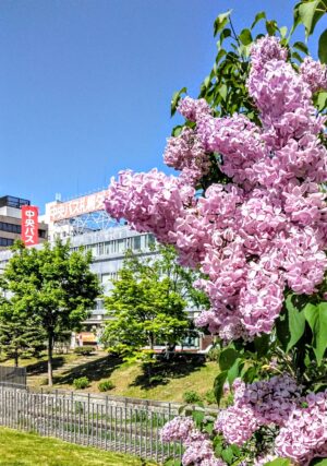 ライラック投稿写真　おぎちゃんさんの「ピンクライラックとバスターミナル」