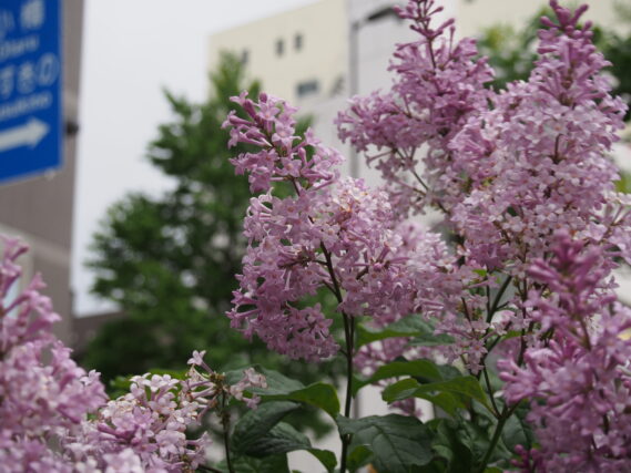 ライラック投稿写真　音さんの「もうすこし」