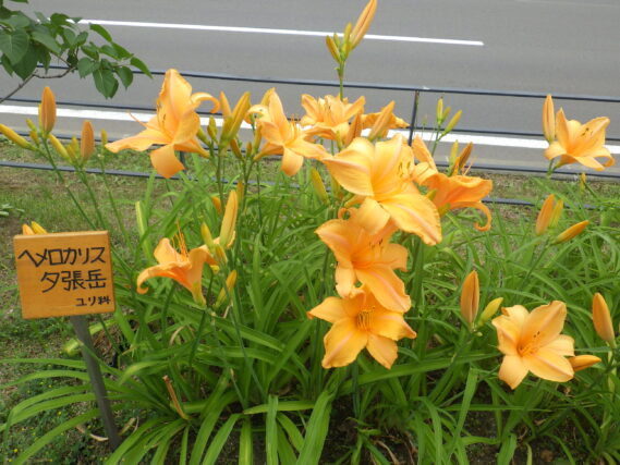 2023年のヘメロカリス（夕張岳）花壇の様子