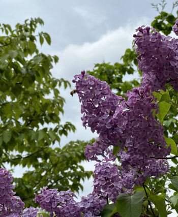 ライラック投稿写真　タケヤス倶楽部さんの「香りに誘われて」