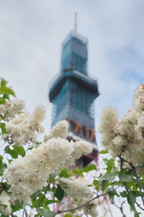 ライラック投稿写真　はれさんの「ミルキーホワイト」