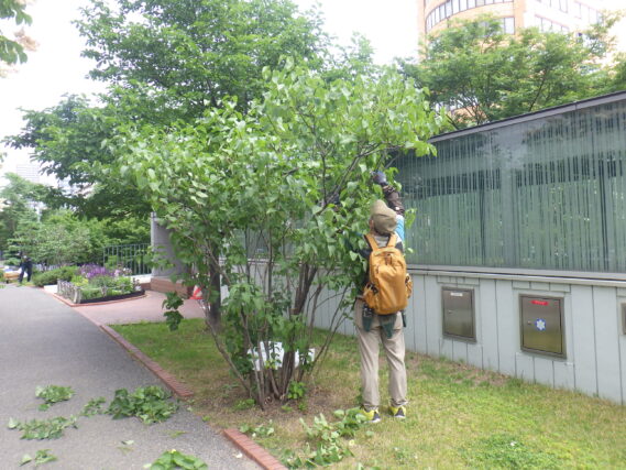 6月25日にライラックの剪定をする植物ボランティア