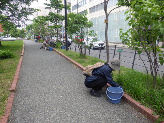 5月29日にヘメロカリス花壇の除草をするお助け隊