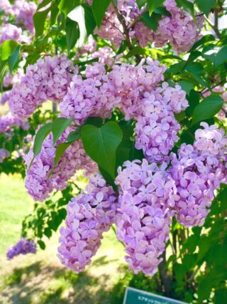 ライラック投稿写真　長田さんの「やさしく甘い香り」