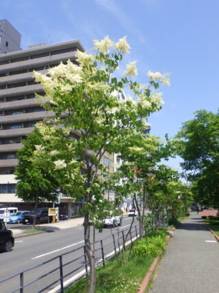 6月12日に花が咲いていたハシドイ