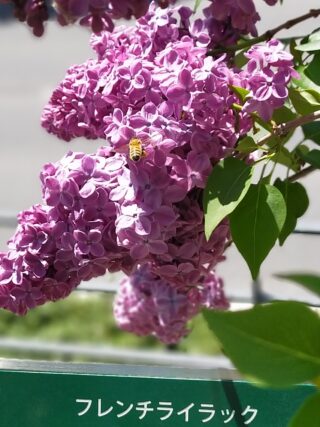 ライラック投稿写真　そららさんの「ライラックの蜜は美味しいかい？」