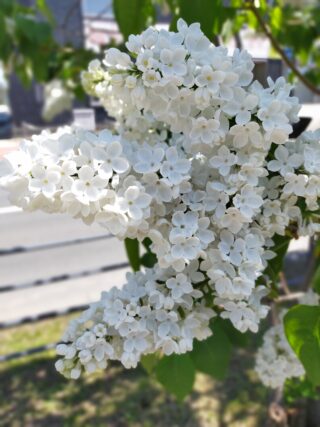 ライラック投稿写真　そららさんの「ラッキーライラックの赤ちゃん」