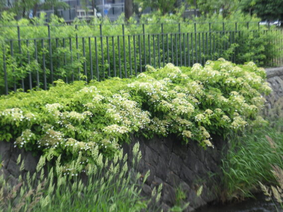 6月18日のツルアジサイの花の様子