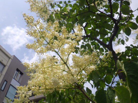 6月11日に咲いていたハシドイの花