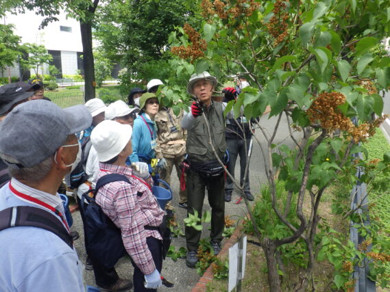 「ライラック花後剪定講習と今週の公園ボランティア」の画像