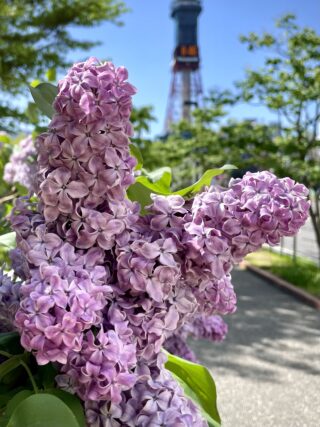 ライラック投稿写真　長田さんの「懐かしの通勤路に咲くライラック」