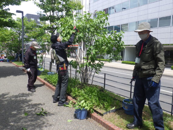 5月28日にライラックの花がら摘みと剪定をする植物ボランティア